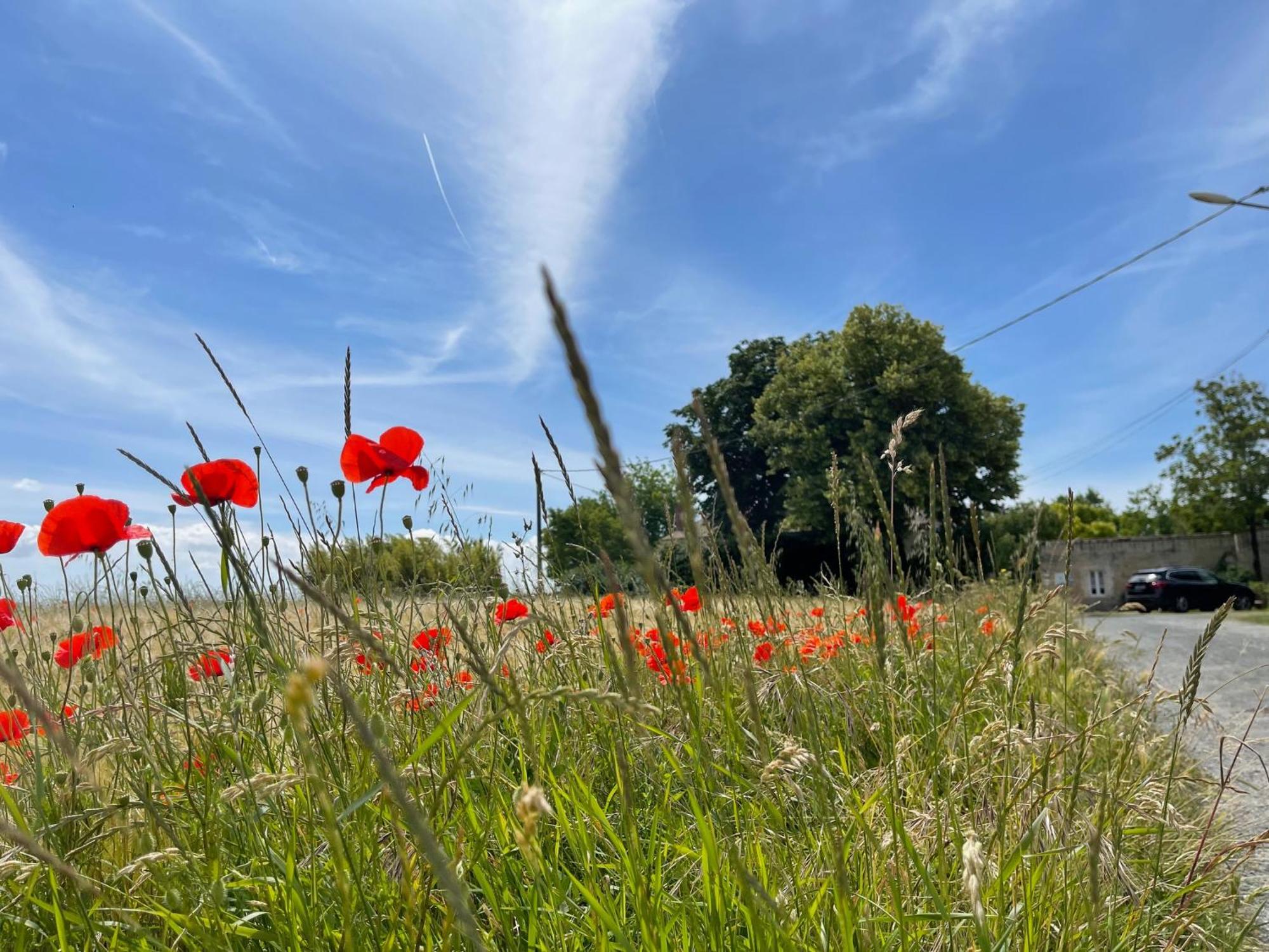 Logis Saint Leonard Bed & Breakfast Dompierre-sur-Mer Dış mekan fotoğraf